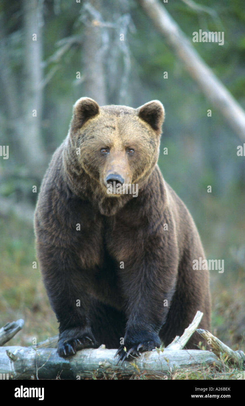 European Brown Bear Ursus arctos walking through a forest in Finland ...