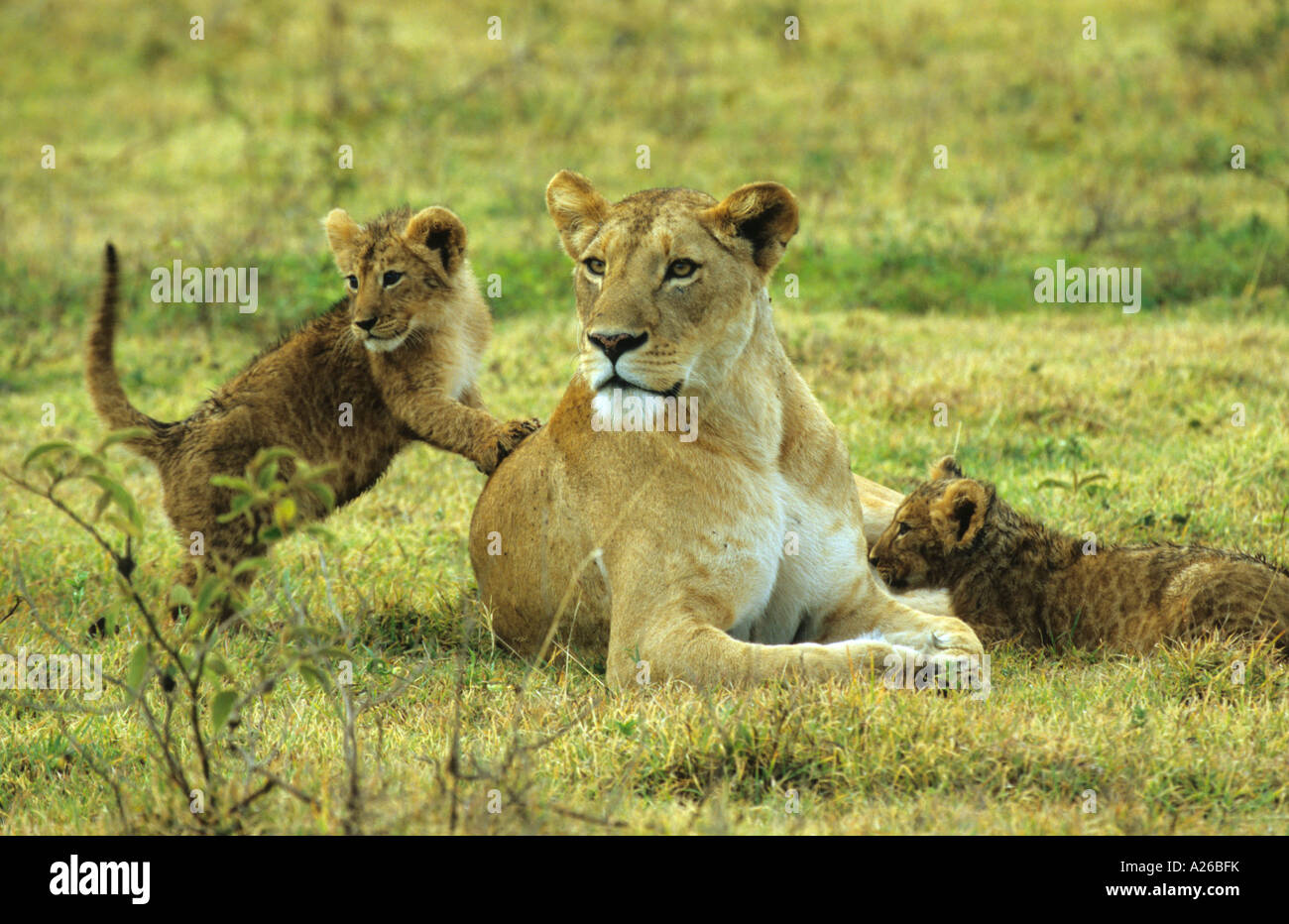 Hind legs rest hires stock photography and images Alamy