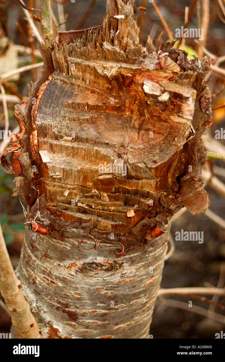 Hacked tree hi-res stock photography and images - Alamy