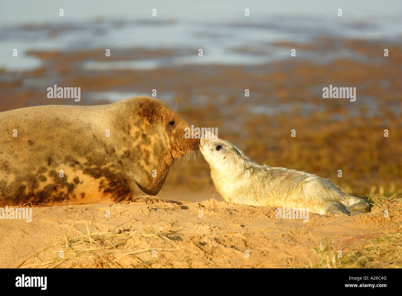 Grey Seal Halichoerus grypus kissing her new born seal pup lying on the sand at Donna Nook on the Lincolnshire Coast in England Stock Photo