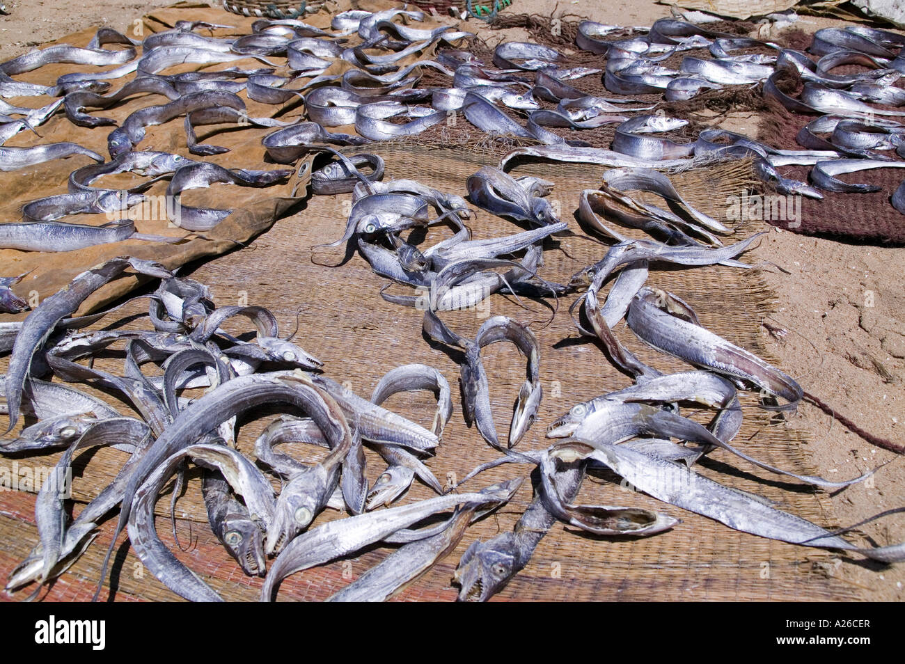 Fish drying in the sun on the beach in Chennai India Stock Photo