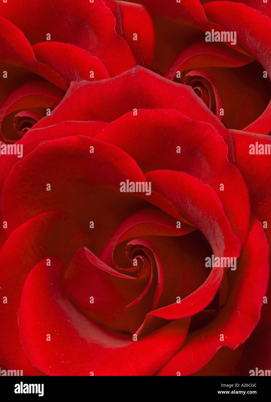Rose close-up Stock Photo
