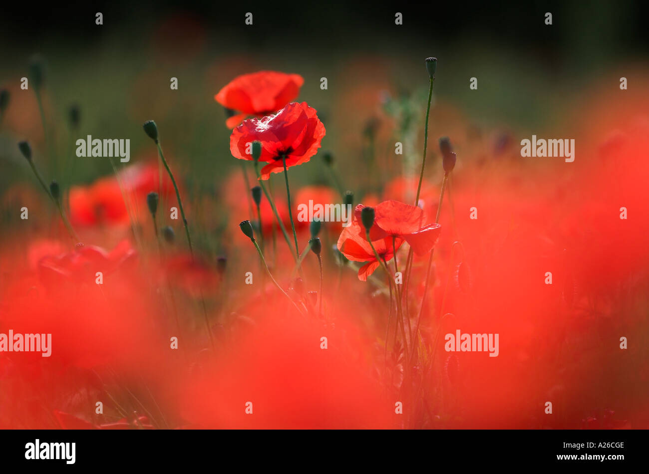 Field Poppy Papaver rhoeas showing field of flower heads Provence France Stock Photo