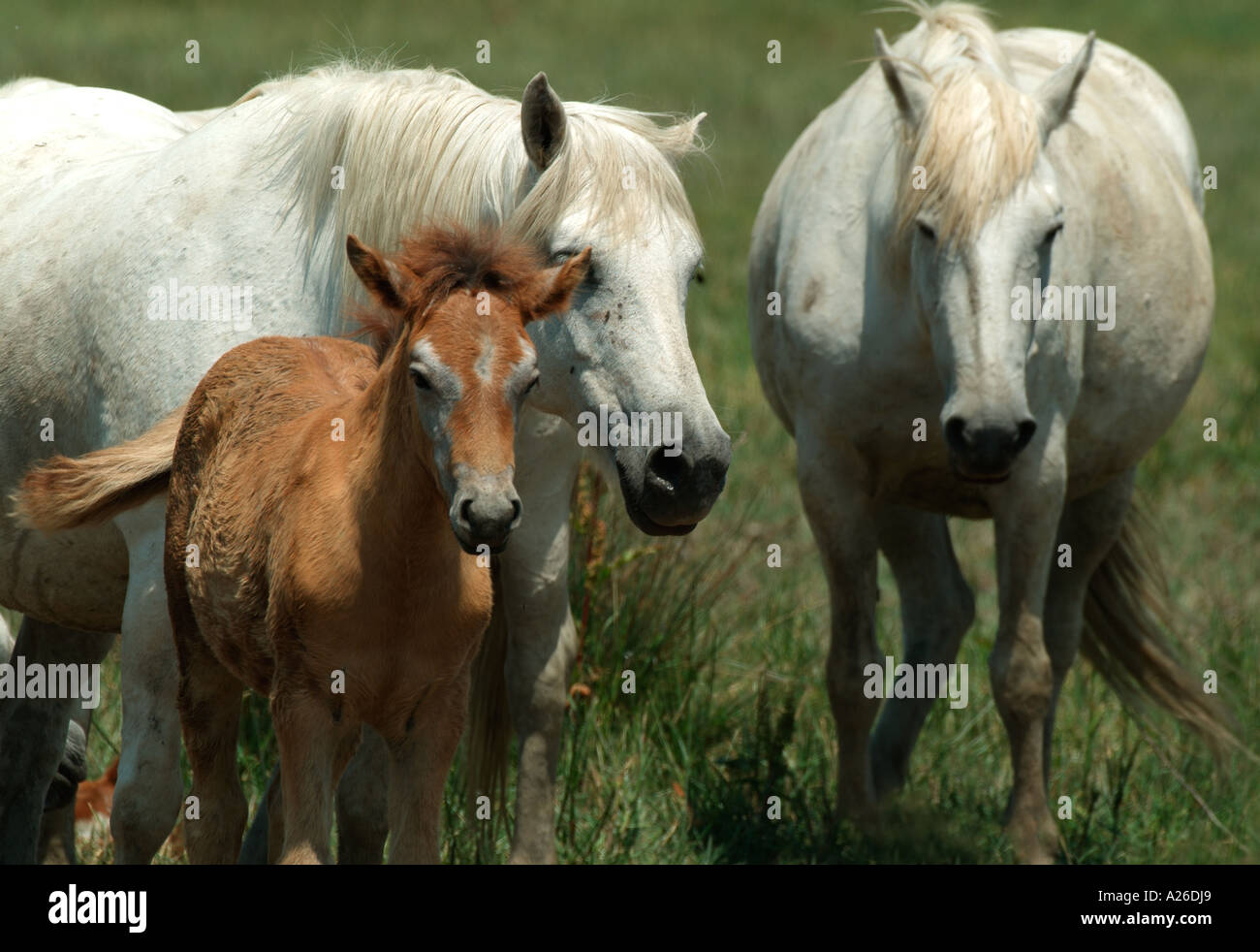 Camargue Pony Horse Equus caballus adult and foal Provence France Stock Photo