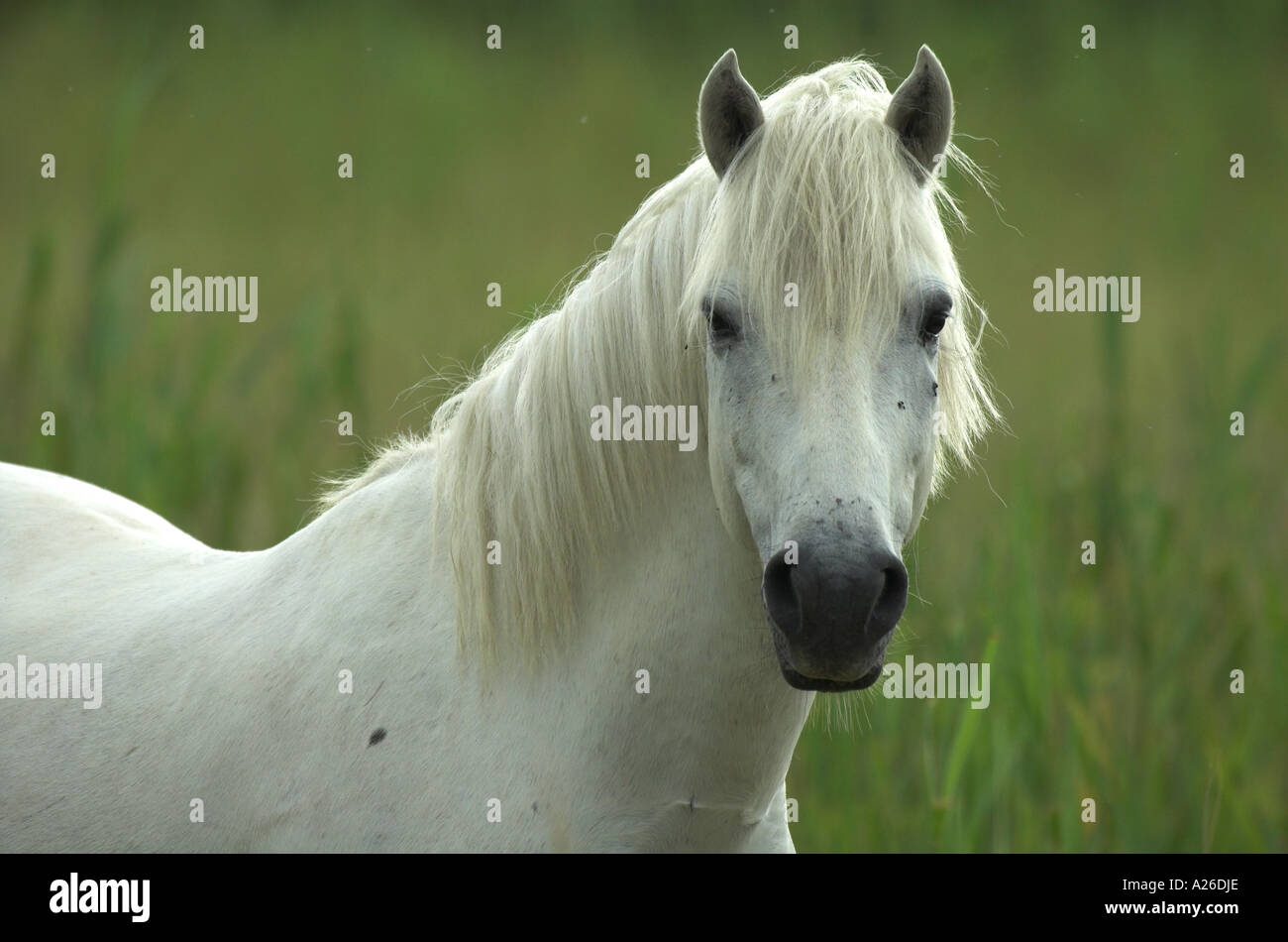 Camargue Pony Horse Equus caballus portrait Provence France Stock Photo