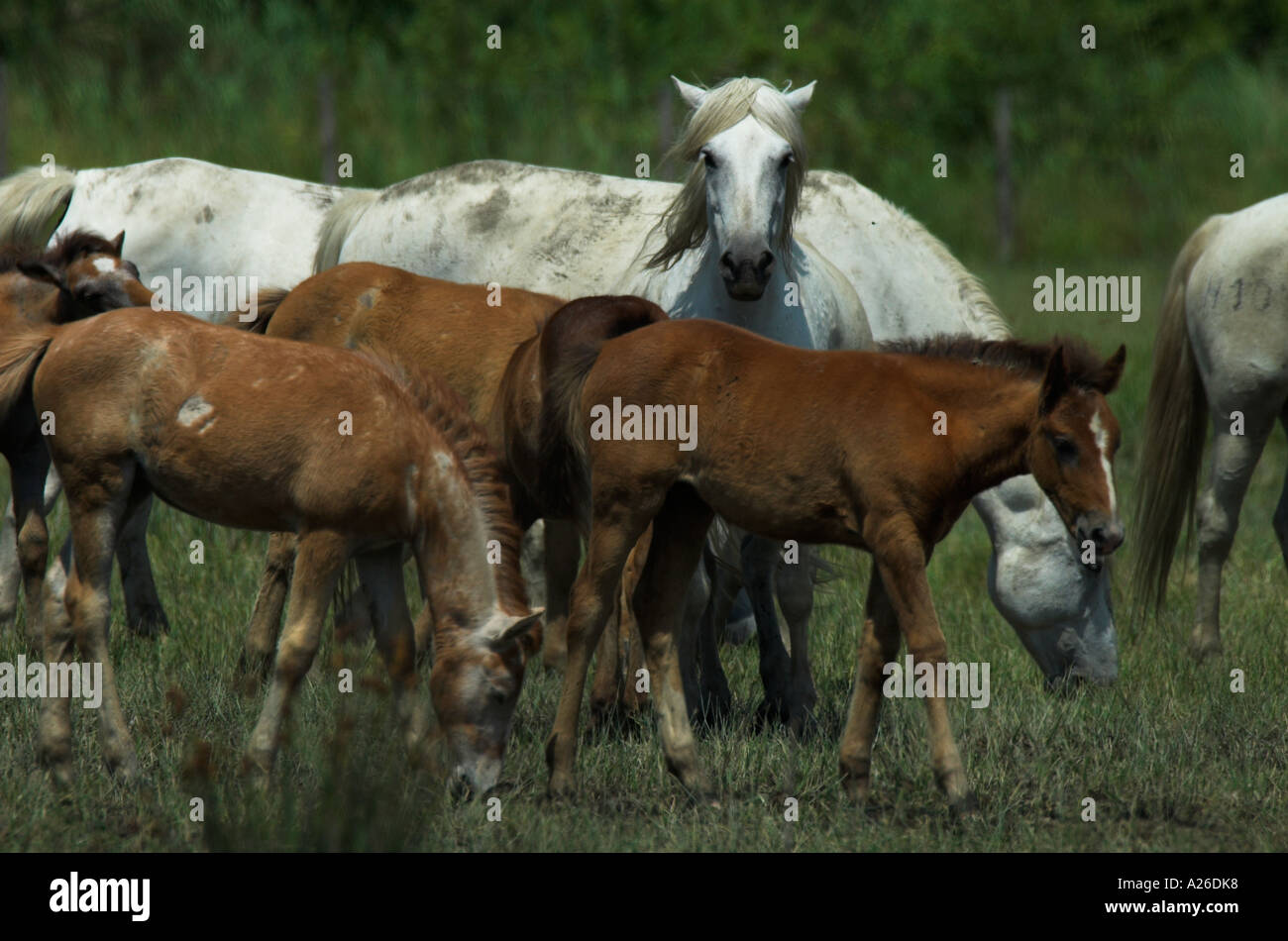 Camargue Pony Horse Equus caballus adult and foal herd Provence France Stock Photo