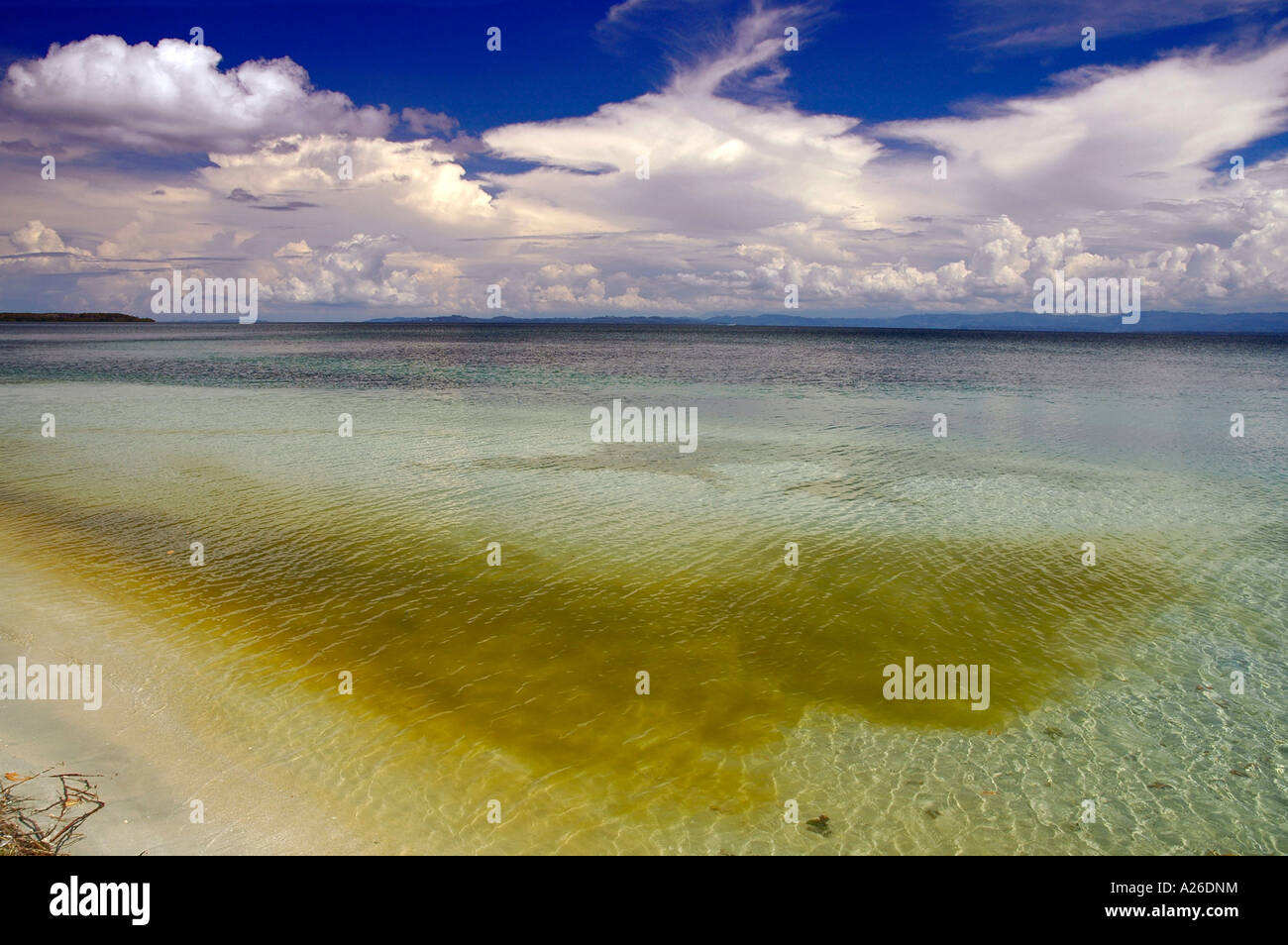 Seaweed on Boca del Drago, Playa de las Estrellas, Isla Colon, Bocas