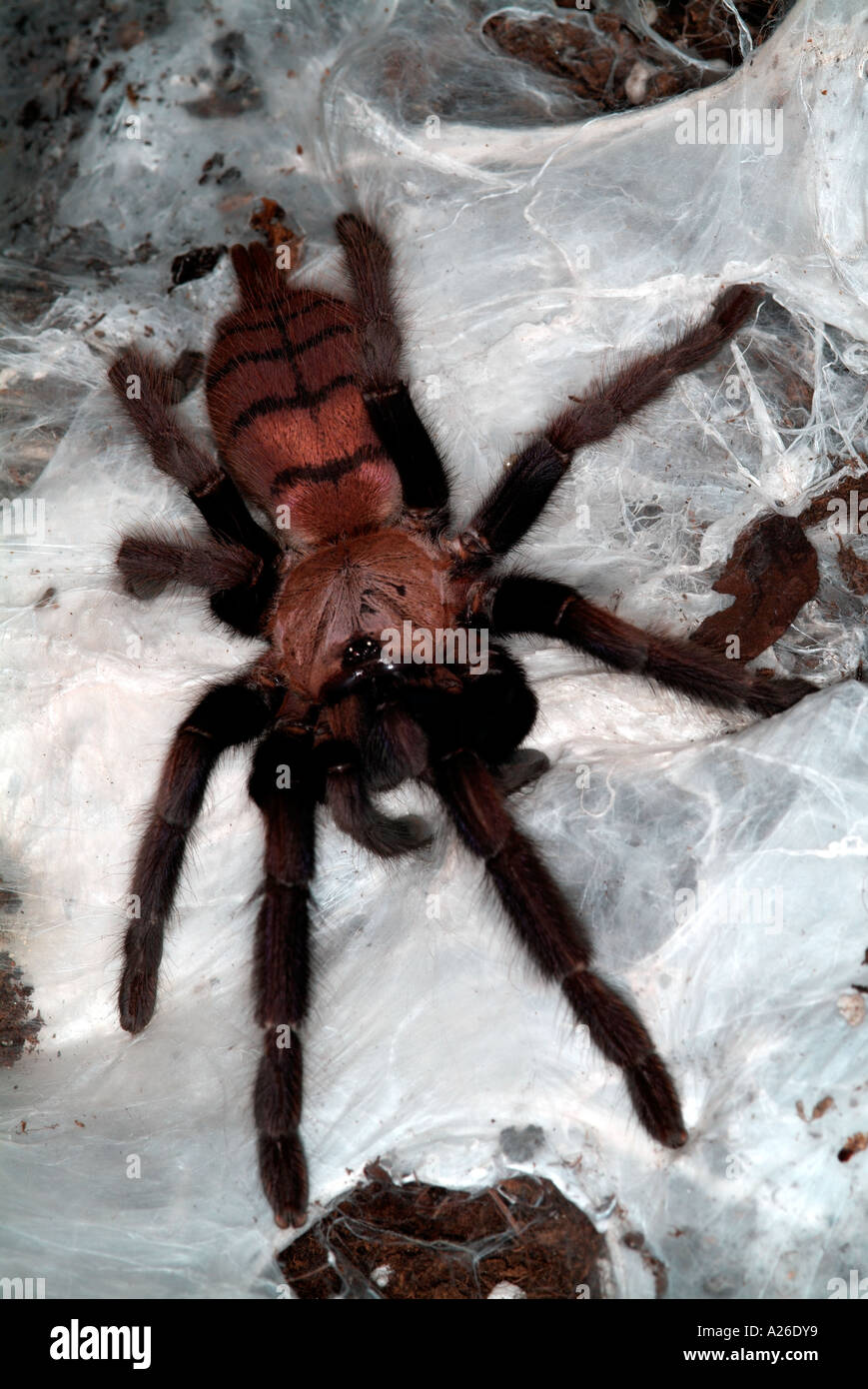 Tarantula Spider Indian Chevron Chilobrachys fimbriatus on silken web India Stock Photo