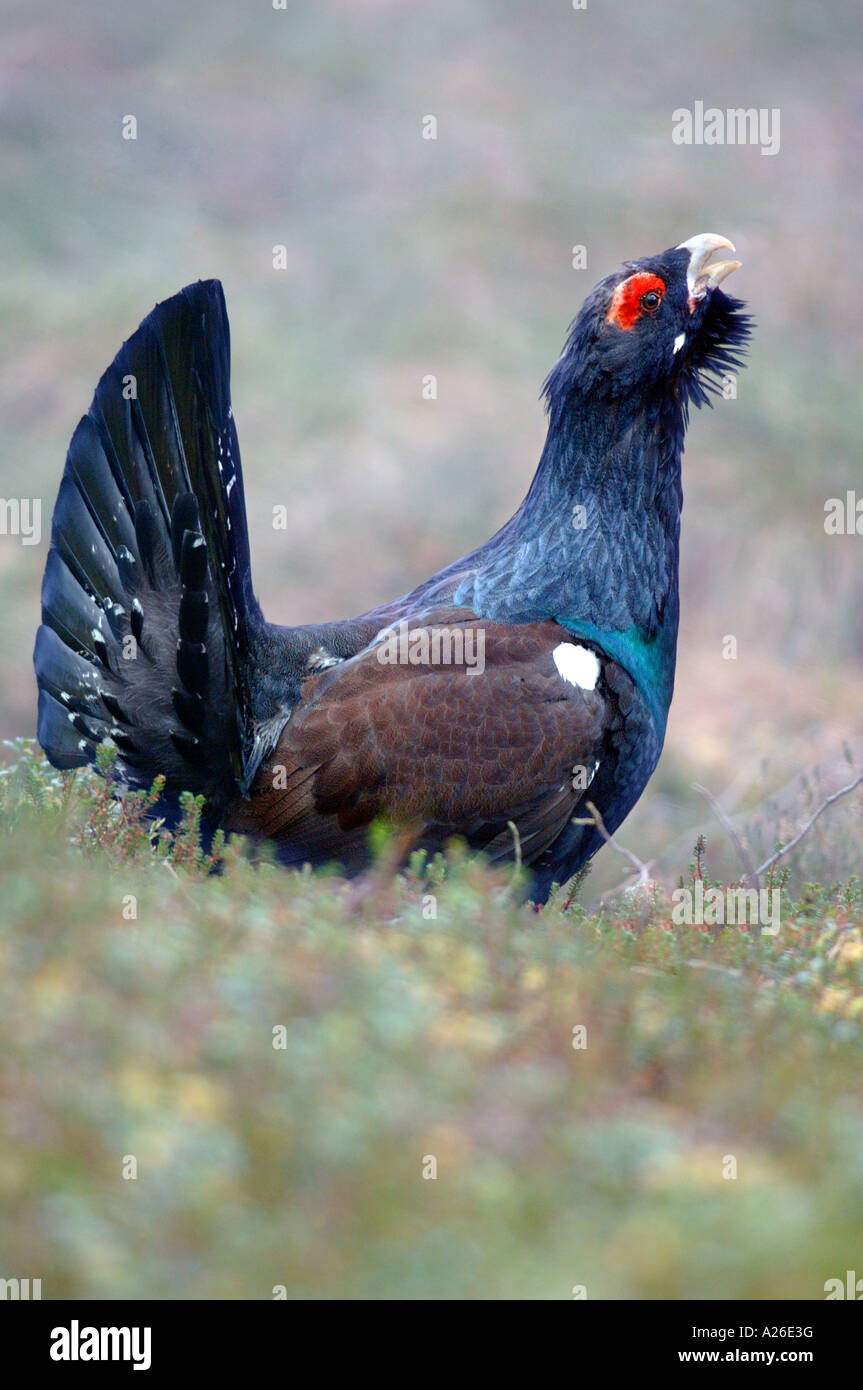 side view of displaying male capercaillie strathspey highlands scotland Stock Photo