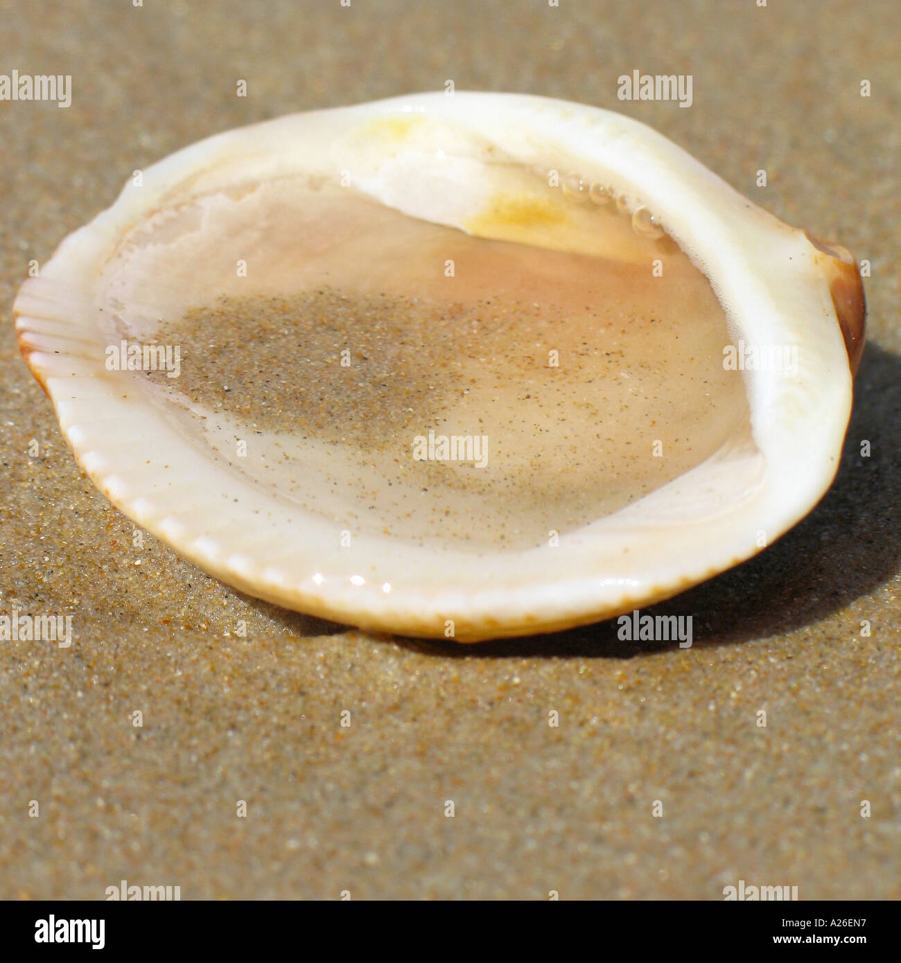 Shellfish in the Sand at Summer Beach Stock Photo Alamy