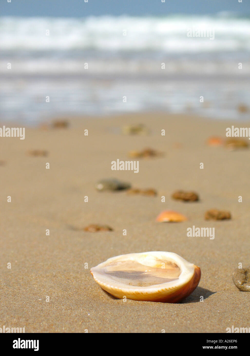 Shellfish in the Sand at the Summer Beach Stock Photo Alamy