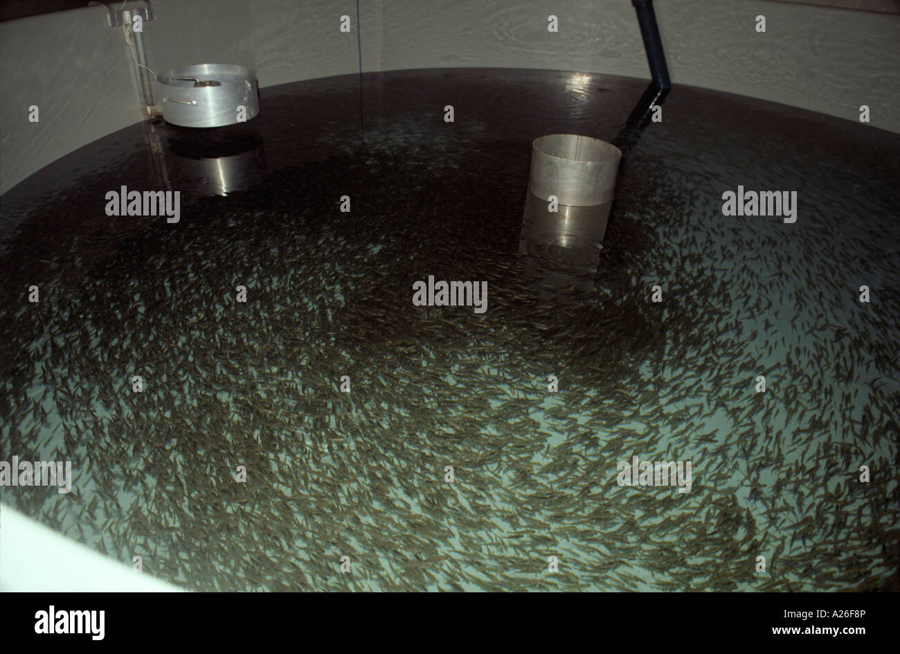 Atlantic salmon fry in tank, Spain Stock Photo Alamy