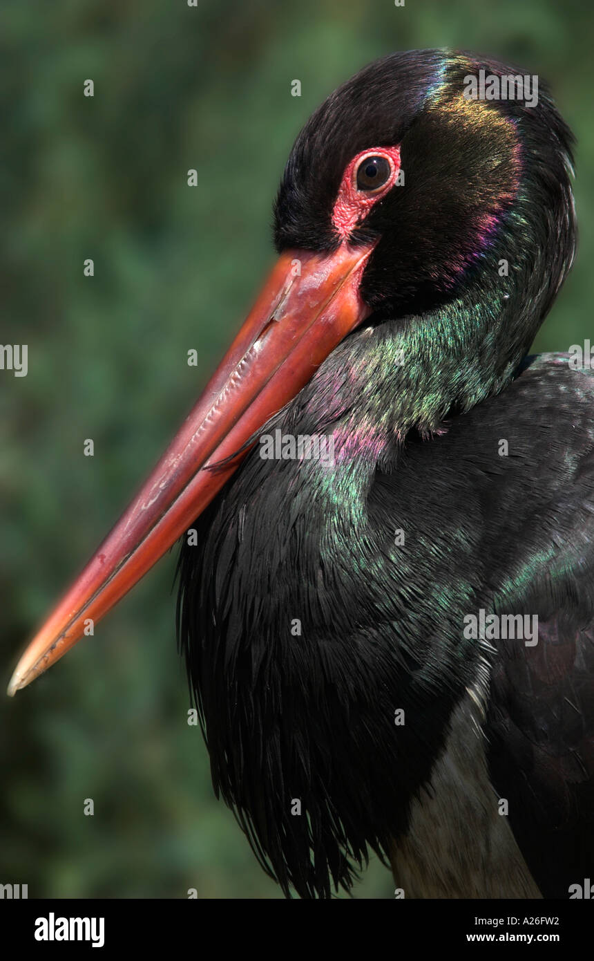 Black Stork Ciconia nigra portrait showing glossy feathers and long red bill captive Southern Europe Stock Photo