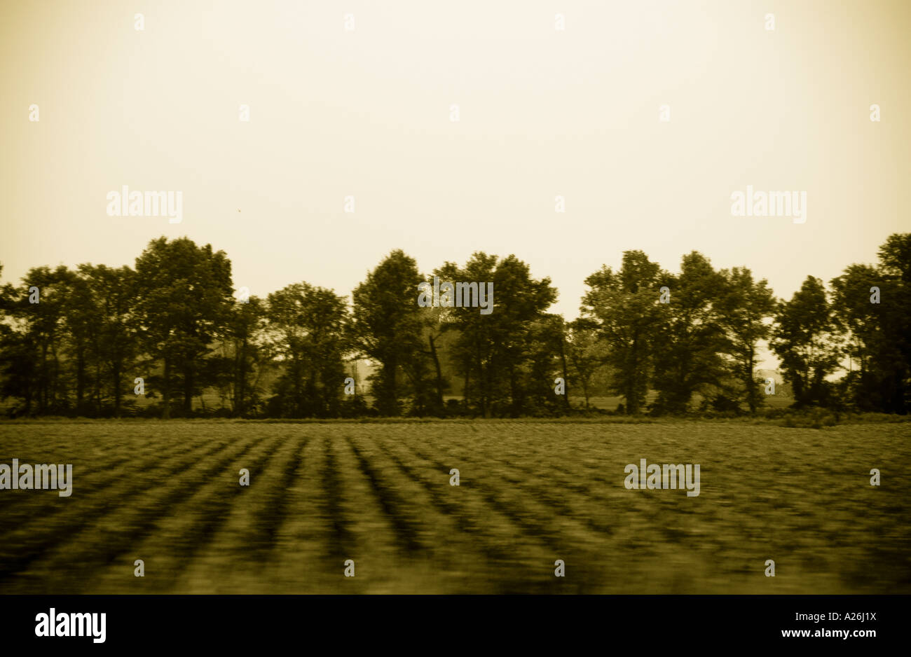 View of a soy bean field from a traveling car with motion blur Stock Photo