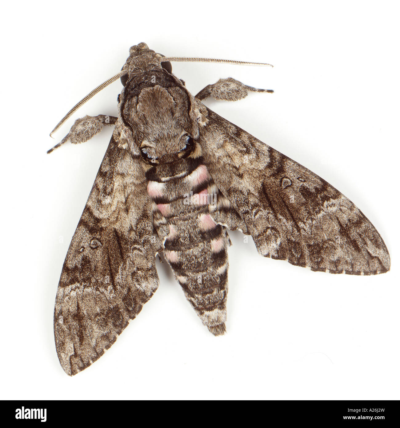 Hawk Moth,  southeastern USA Stock Photo