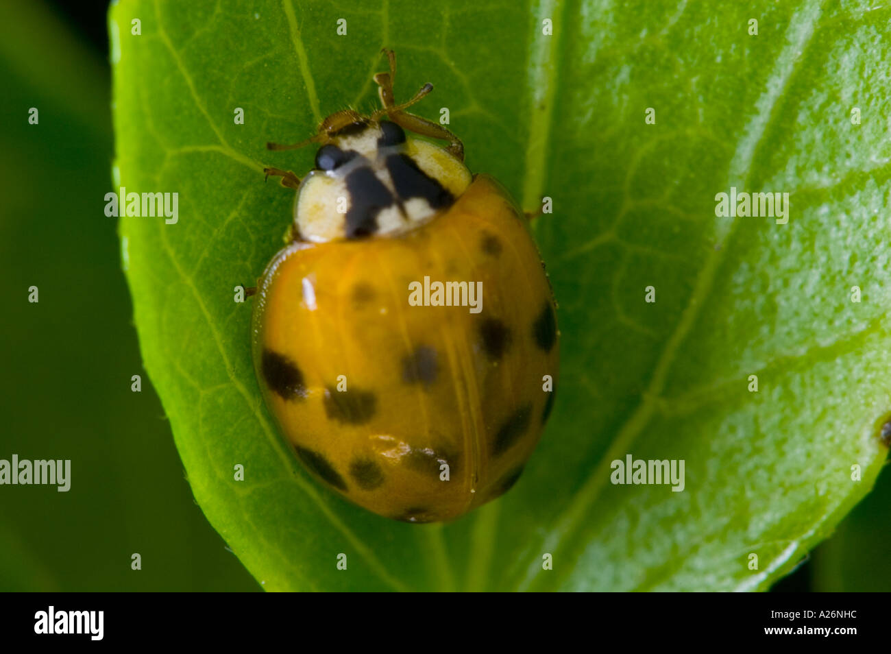 Multicolored Asian lady beetle (Harmonia axyridis) Exotic species Newly emerged adult with developing spots Ontario Stock Photo