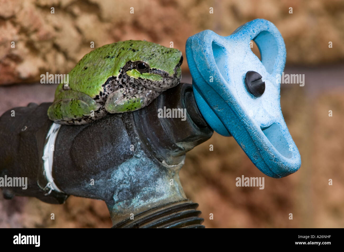Eastern gray tree frog (Hyla versicolor) Resting on outdoor faucet Green colour phase. Ontario Stock Photo