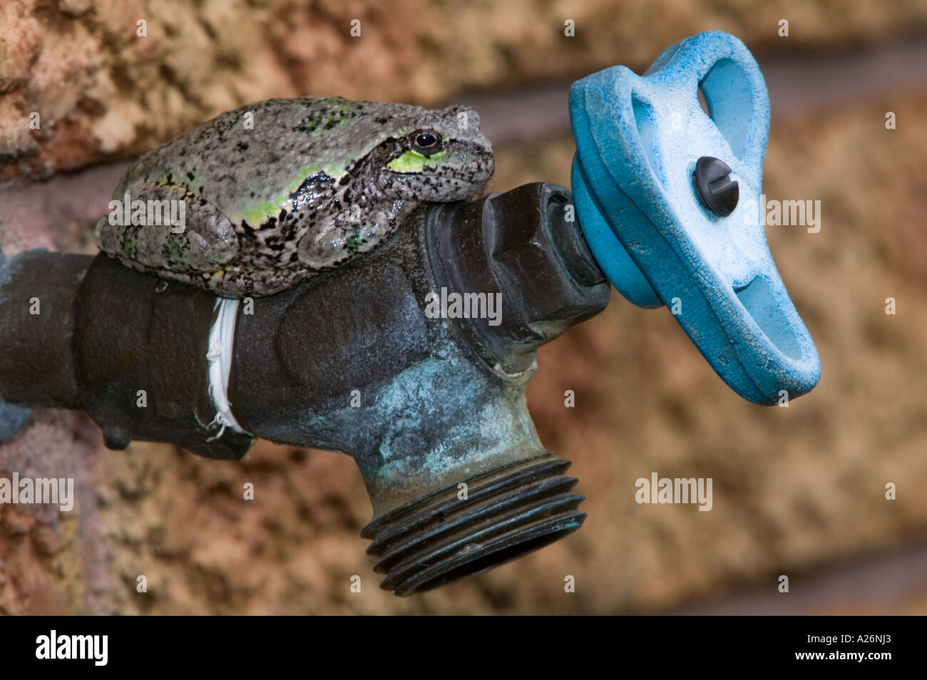 Eastern gray tree frog (Hyla versicolor) Resting on outdoor faucet Green colour phase. Ontario Stock Photo