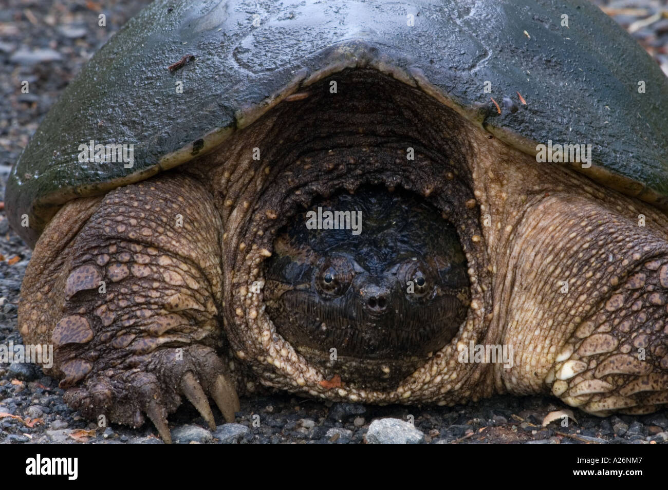 Snapping turtle (Chelydra serpentina) Female in roadside gravel laying eggs. Stock Photo
