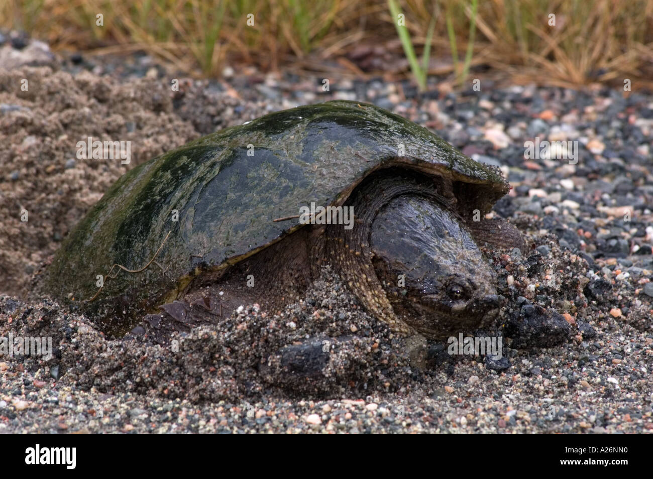 Snapping turtle (Chelydra serpentina) Female laying eggs in roadside gravel Ontario, Canada, Canada Stock Photo