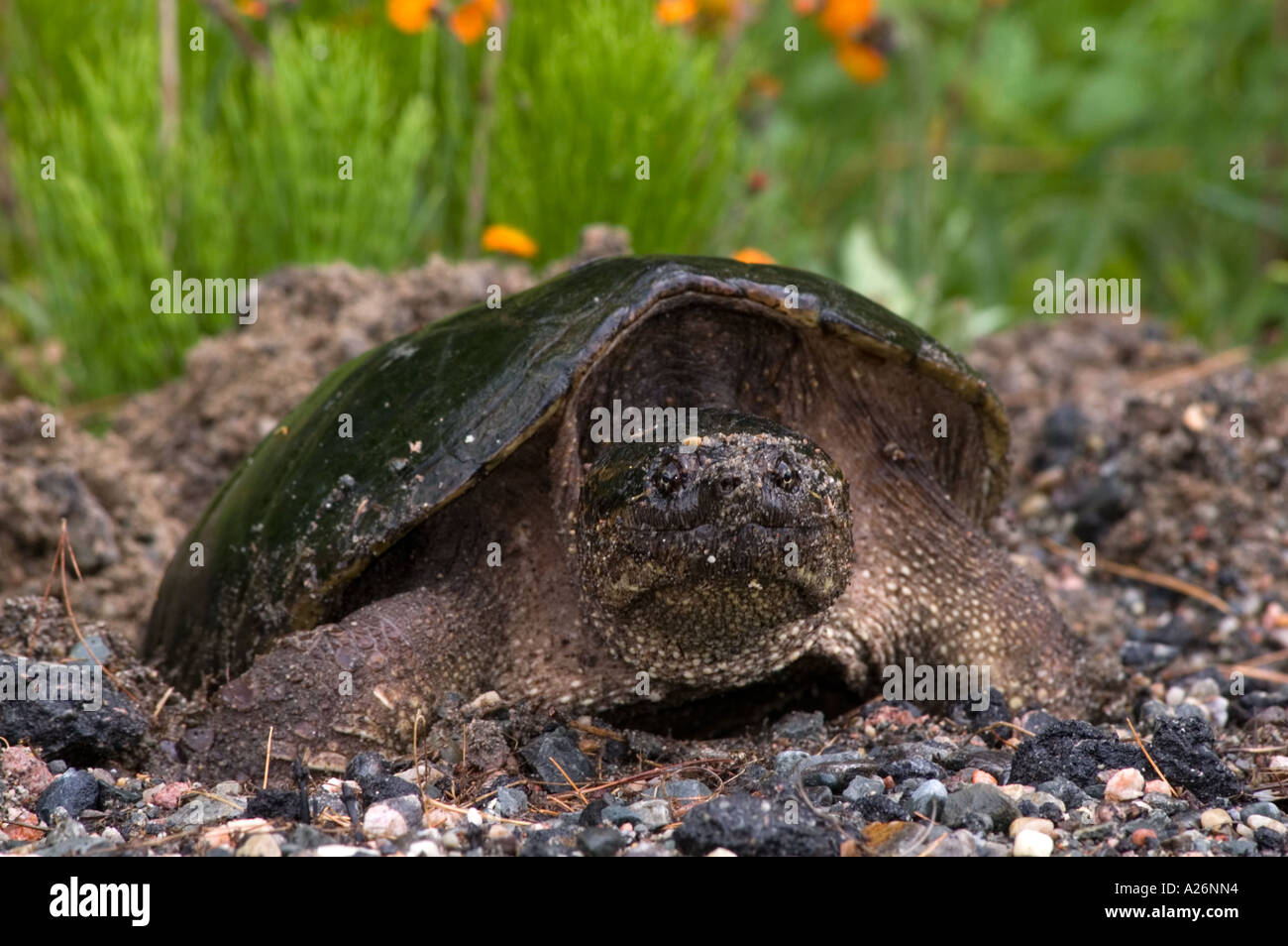 Snapping turtle (Chelydra serpentina) Female laying eggs in roadside gravel Ontario, Canada Stock Photo
