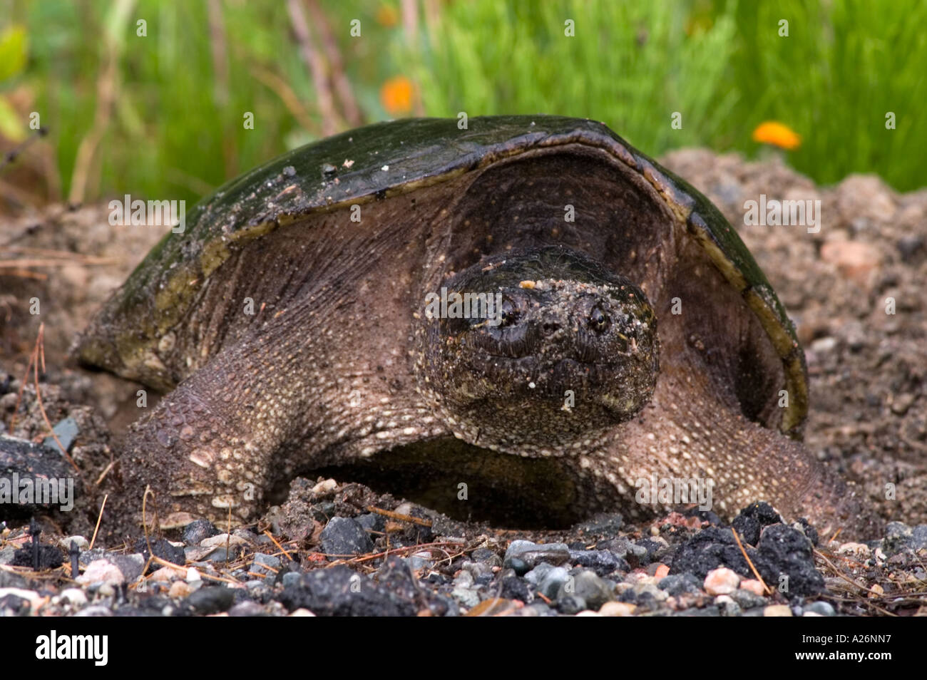 Snapping turtle (Chelydra serpentina) Female in roadside gravel laying eggs. Killarney, Ontario, Canada Stock Photo