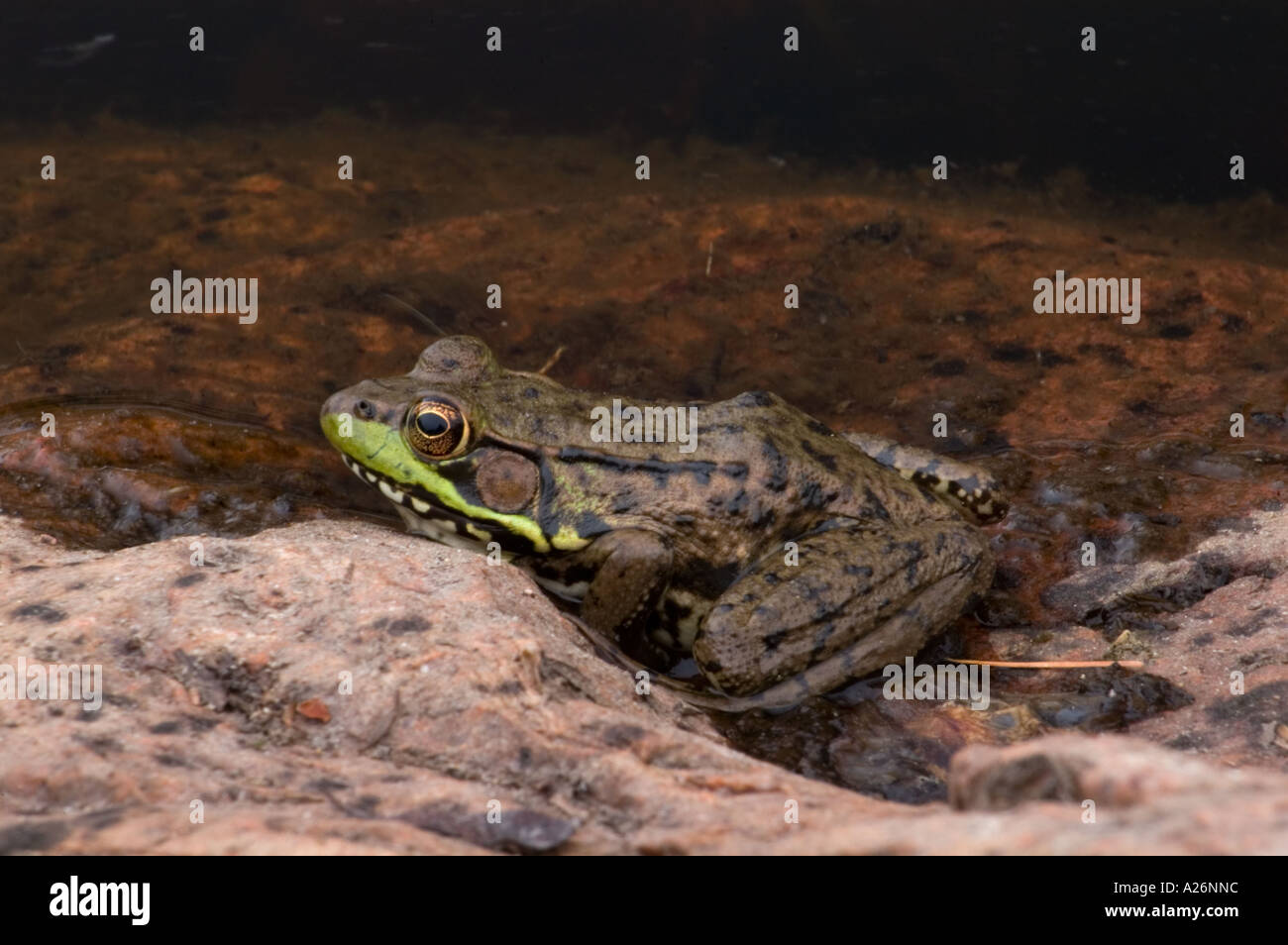 Green frog (Rana clamitans) Loafing at edge of rocky pond. Killarney, Ontario, Canada Stock Photo