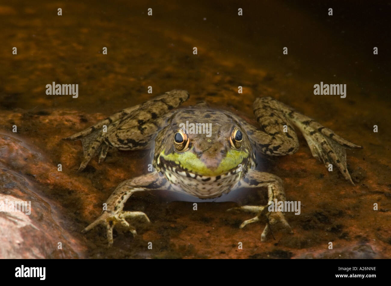 Green frog (Rana clamitans) Loafing at edge of rocky pond. Killarney, Ontario, Canada Stock Photo