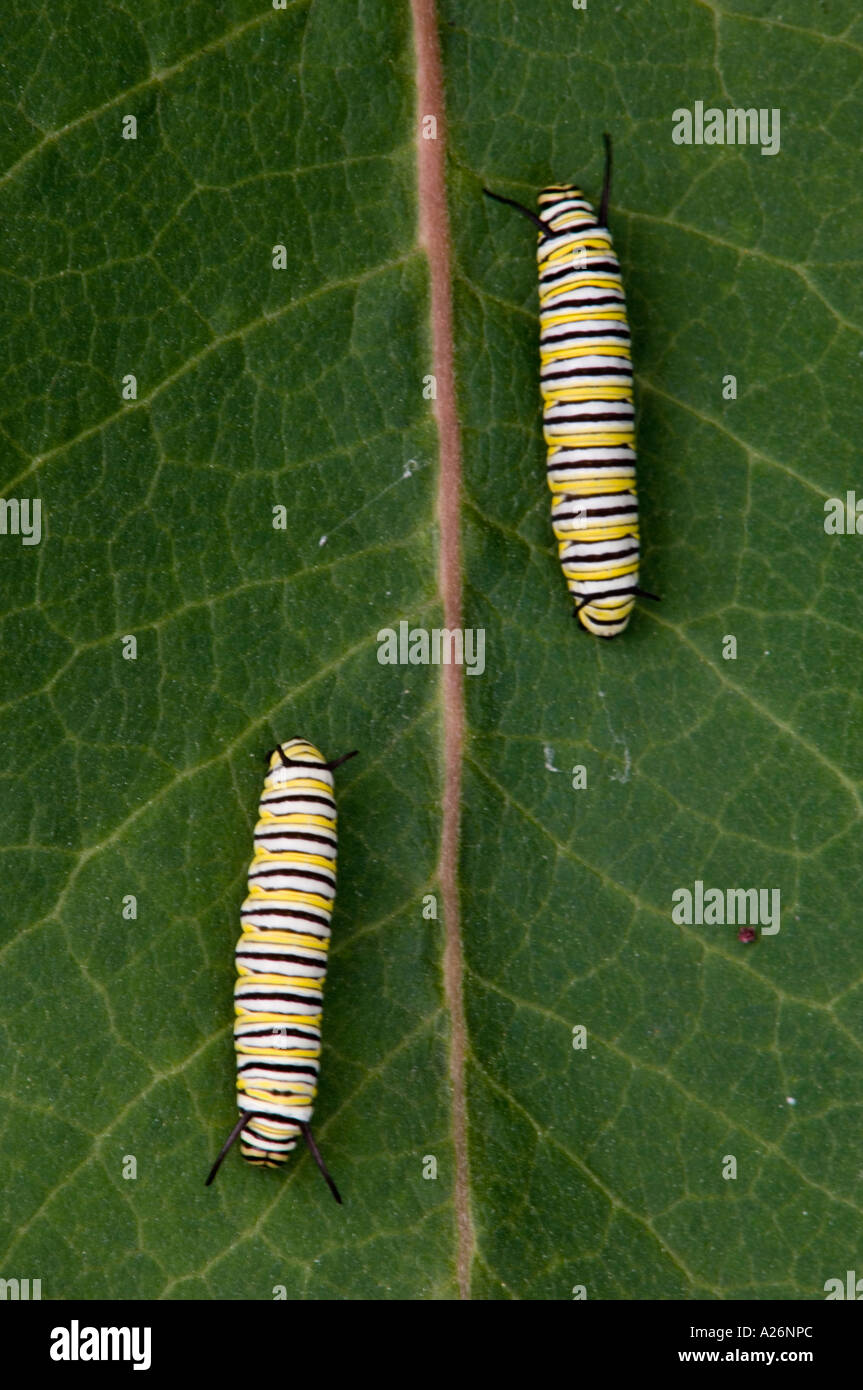Monarch caterpillars (Danaus plexippus) Caterpillar feeding on milkweed ...