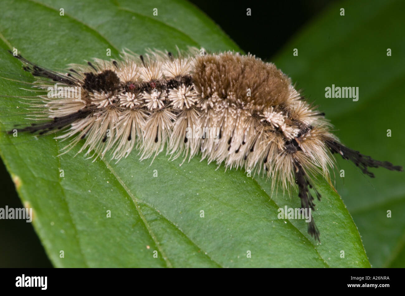 Tussock moth (Orygia leucostigma) Caterpillar on garden leaf Stock
