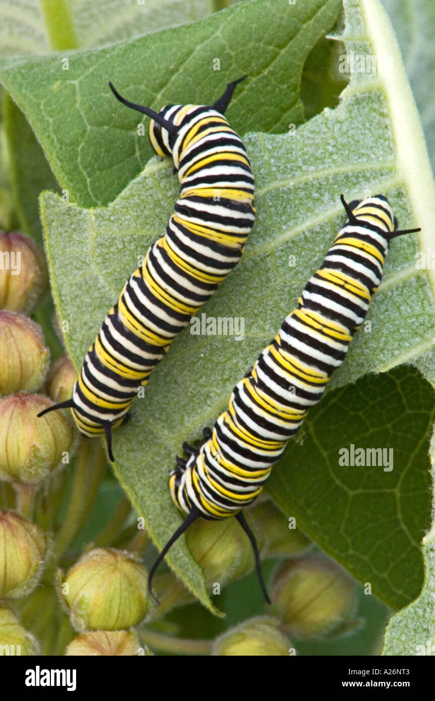 Host plants for caterpillars hires stock photography and images Alamy