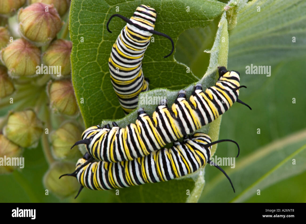 Monarch caterpillar (Danaus plexippus) Caterpillars feeding on milkweed ...