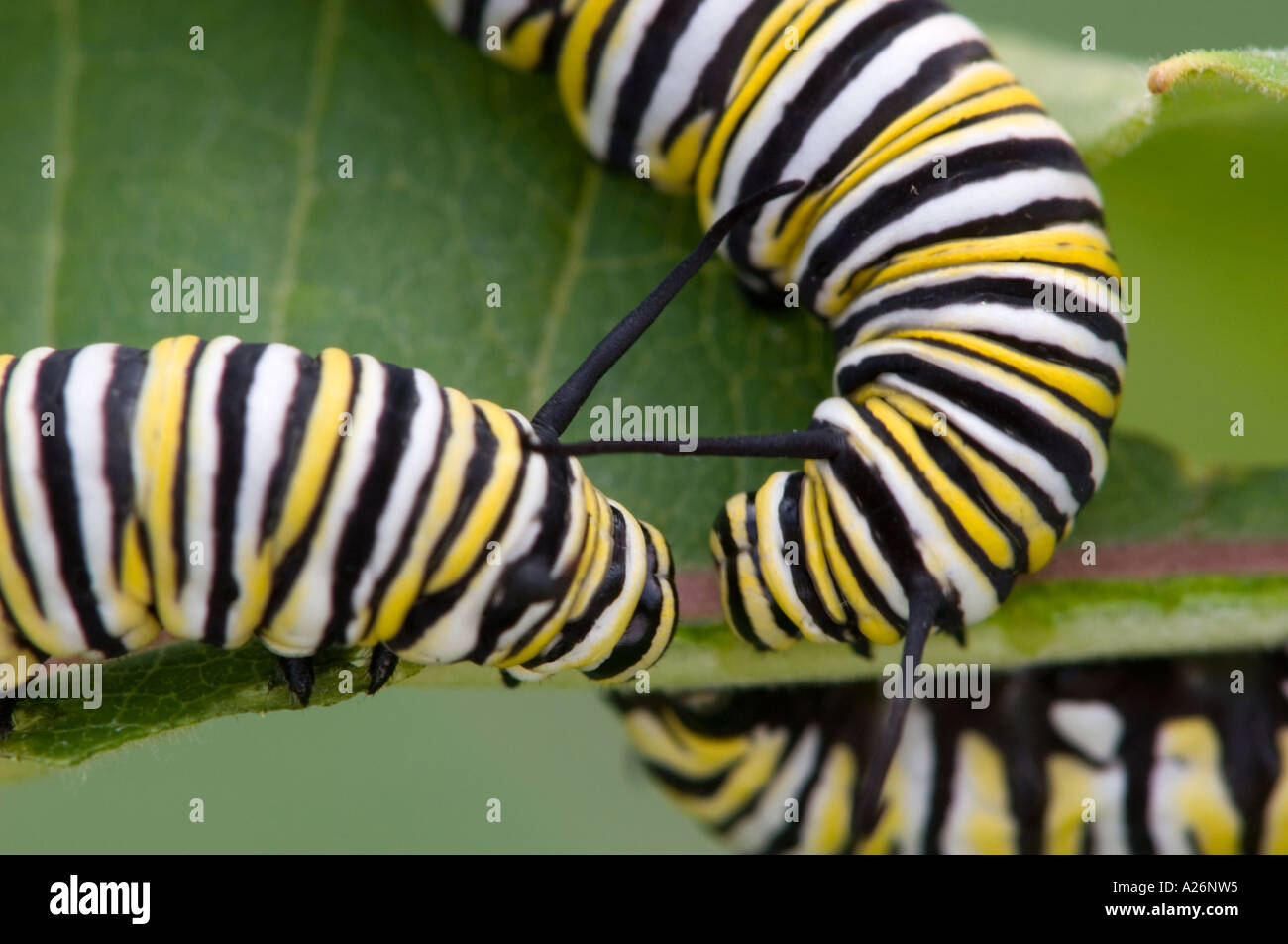 Monarch caterpillar (Danaus plexippus) 4th instar caterpillars feeding on milkweed leaf.Ontario, Canada Stock Photo
