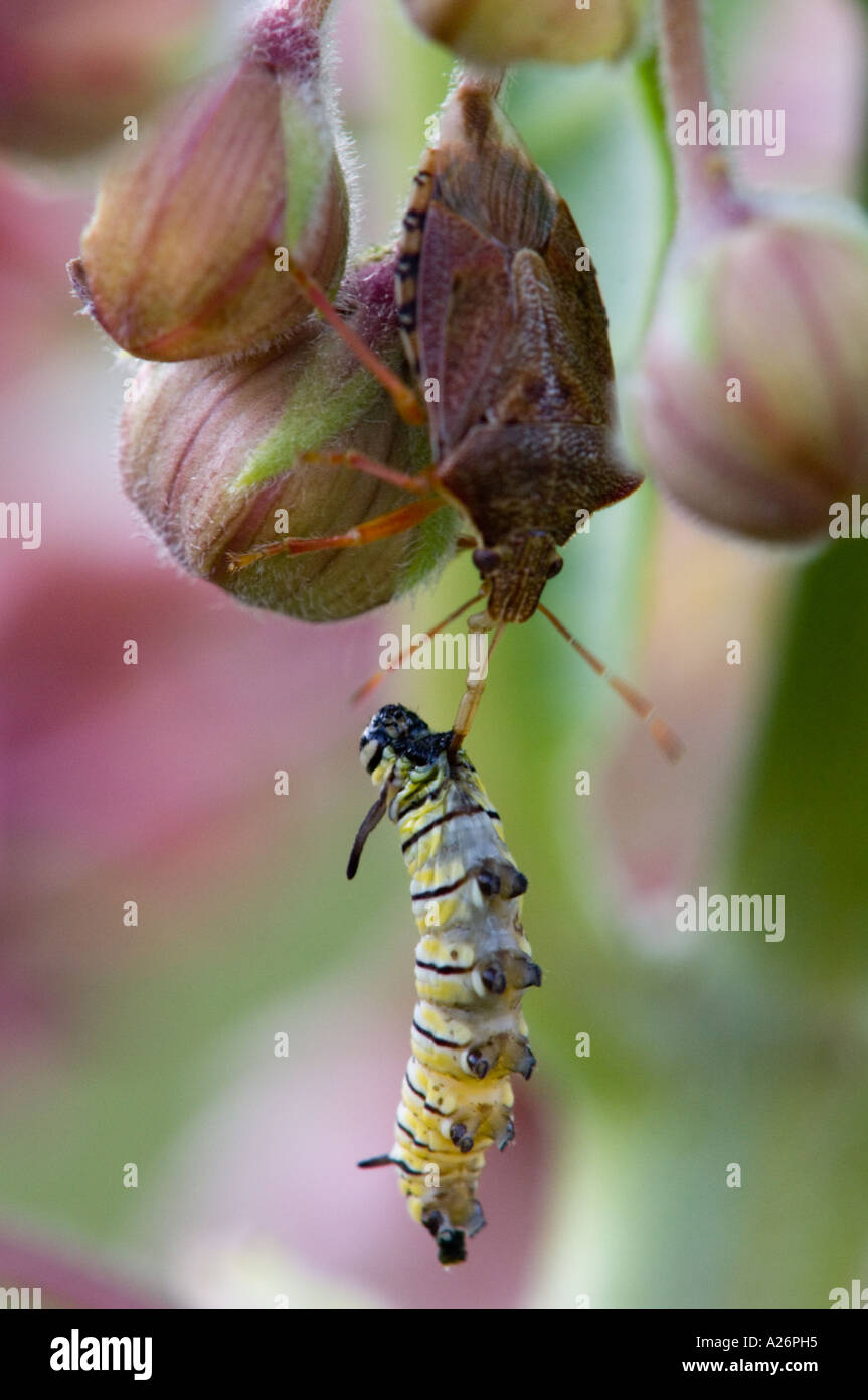 Spined soldier bug podisis spp hires stock photography and images Alamy