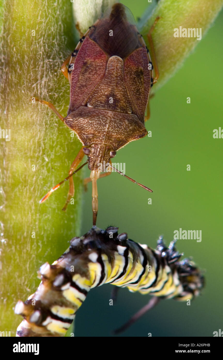 Spined soldier bug (Podisis spp.) Feeding on captured monarch butterfly
