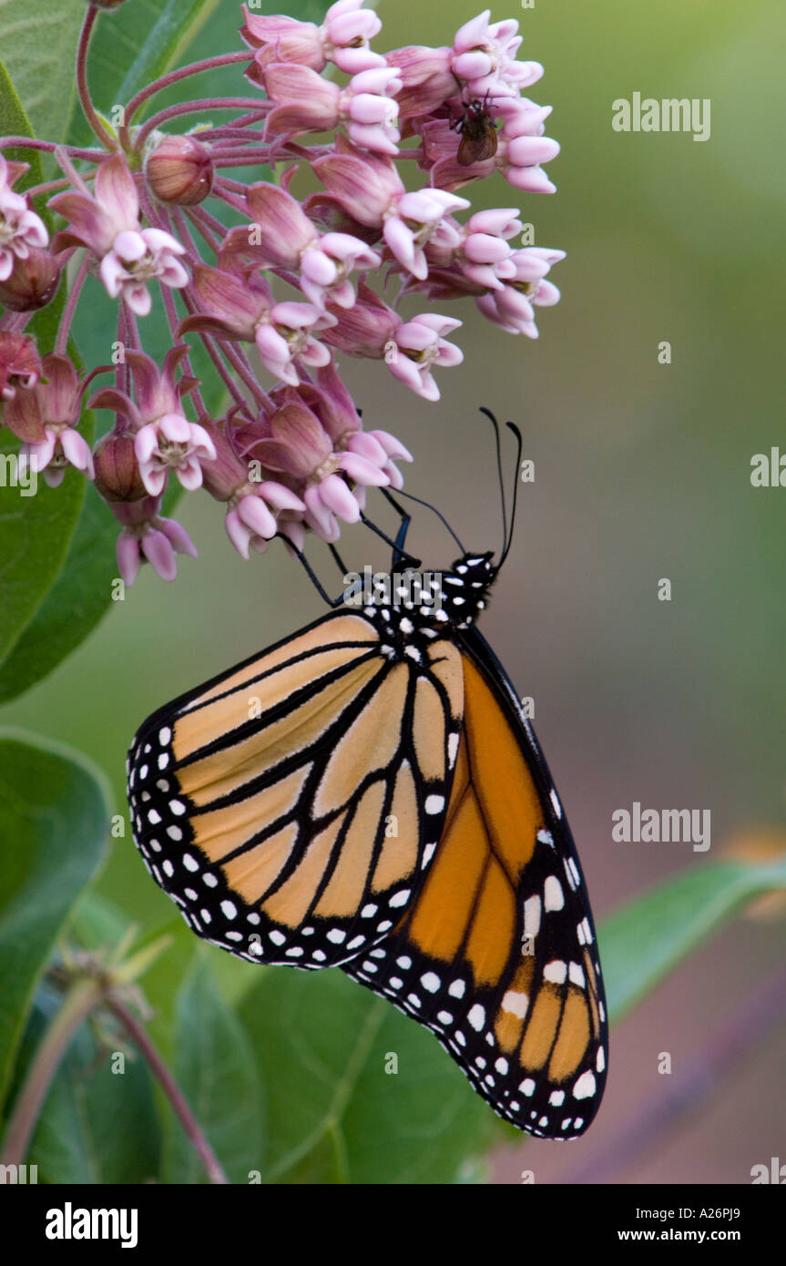 Monarch butterfly (Danaus plexippus) Adult feeding on milkweed flowers