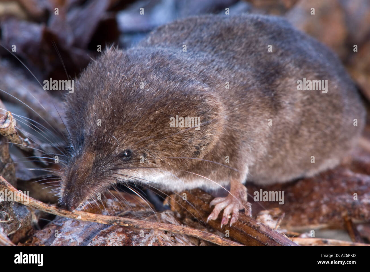 Sorex cinereus hi-res stock photography and images - Alamy