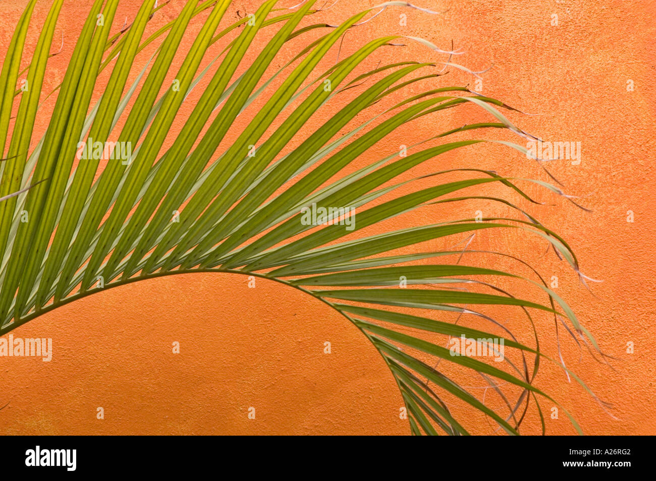 Backdrop Of Bright Ferns High Resolution Stock Photography and Images ...