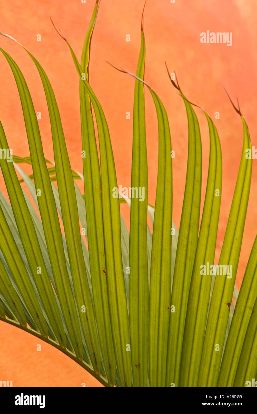 Backdrop of bright ferns hi-res stock photography and images - Alamy
