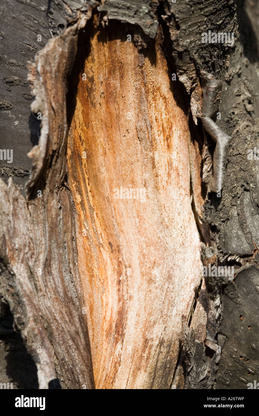 Background wood texture bark peeling off tree Stock Photo Alamy