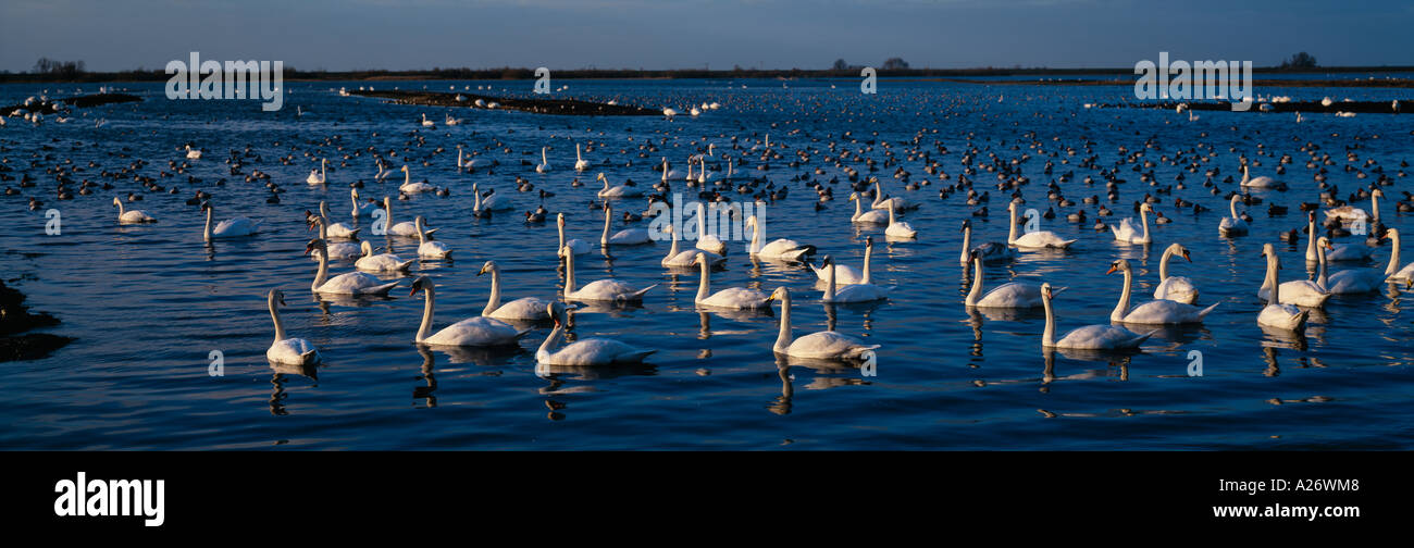 K whooper hi-res stock photography and images - Alamy