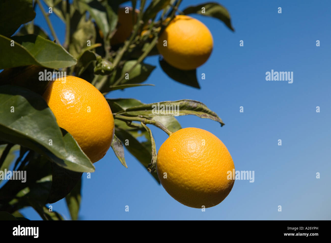 Close-up of oranges growing on tree against blue sky, Valle de Laguar, Spain Stock Photo