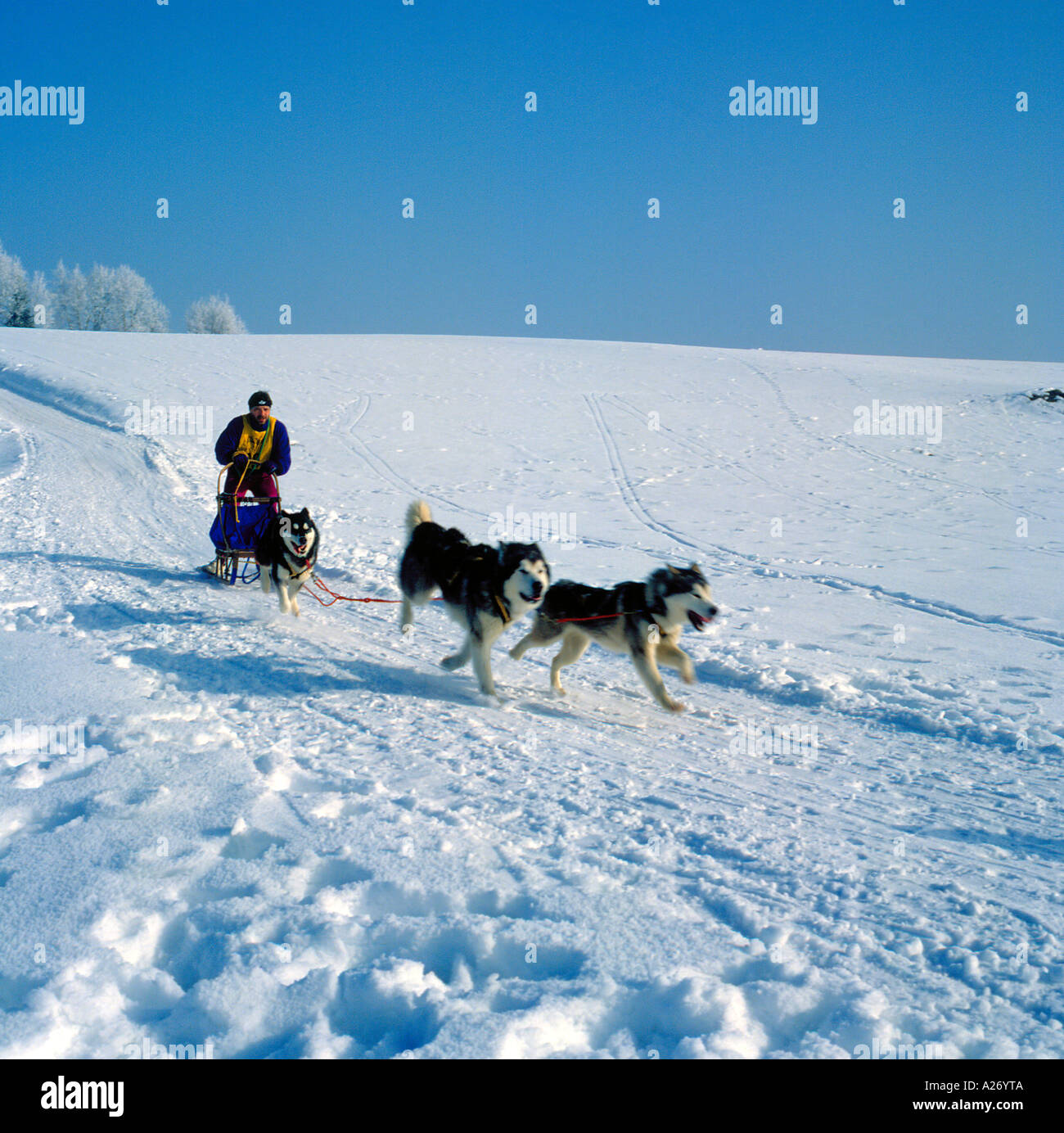 sled dog racing Bavarian Forest, Bavaria, Germany. Photo by Willy Matheisl Stock Photo