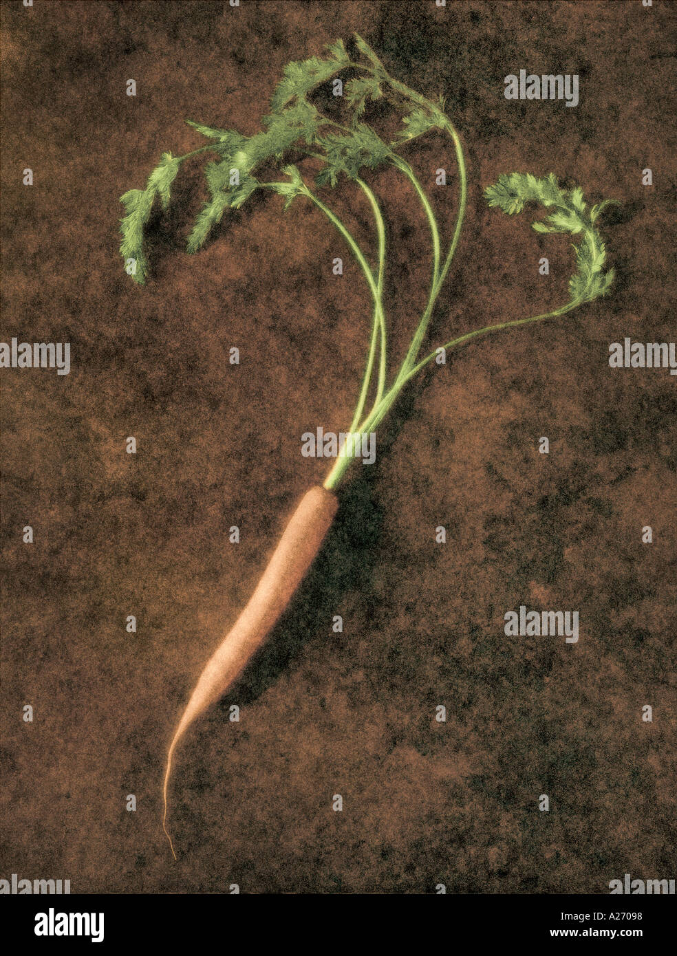 Carrot on mottled background computer manipulated to give a textured
