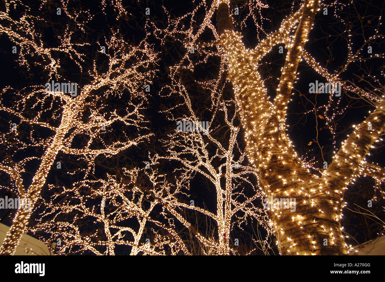 Forty thousand 40000 white lights decorate Central Park trees in ...
