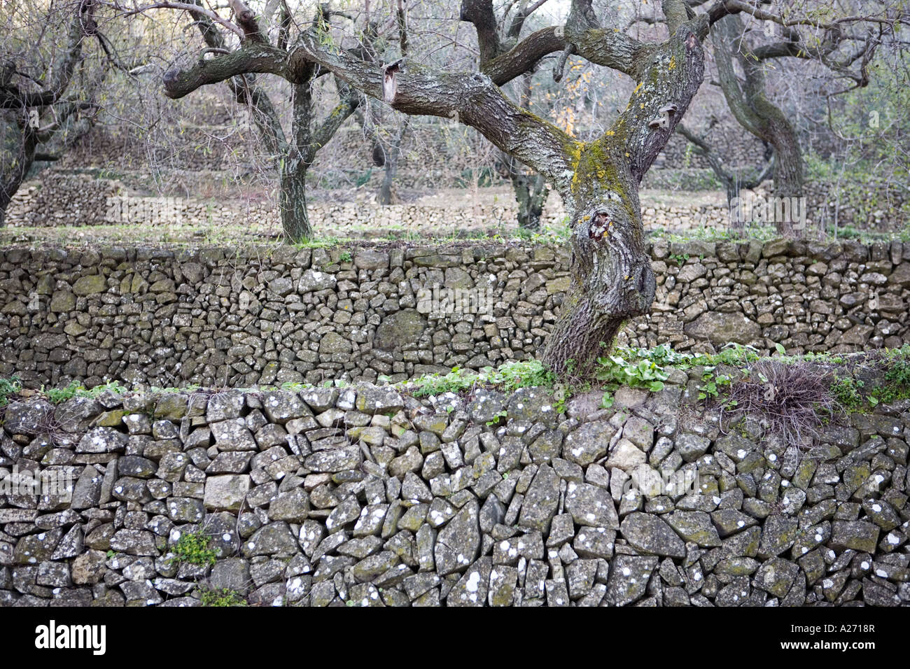 Olive groves showing how the trees are almost part of the terrace walls Stock Photo