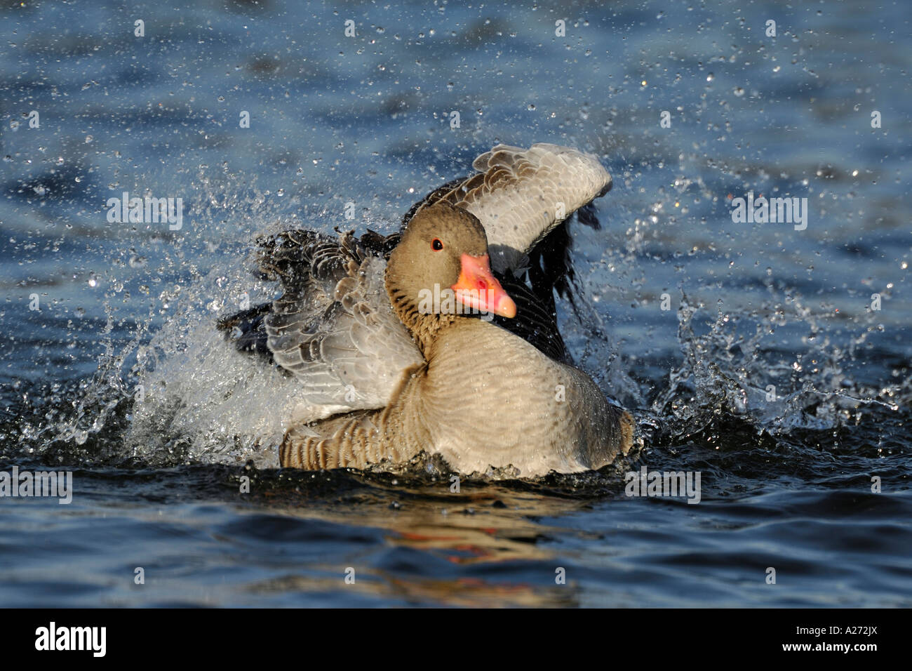 Greylag goose (Anser anser) is taking a bath Stock Photo
