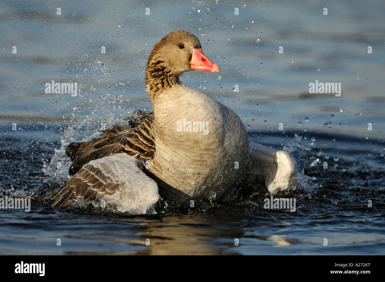 Greylag goose (Anser anser) is taking a bath Stock Photo