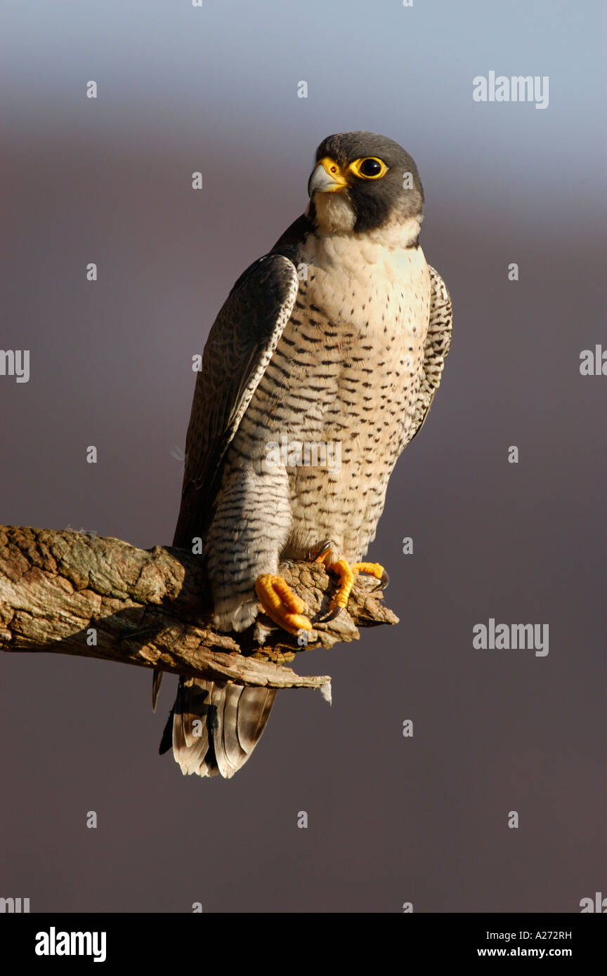 Peregrin falcon (Falco peregrinus) on his look out Stock Photo - Alamy