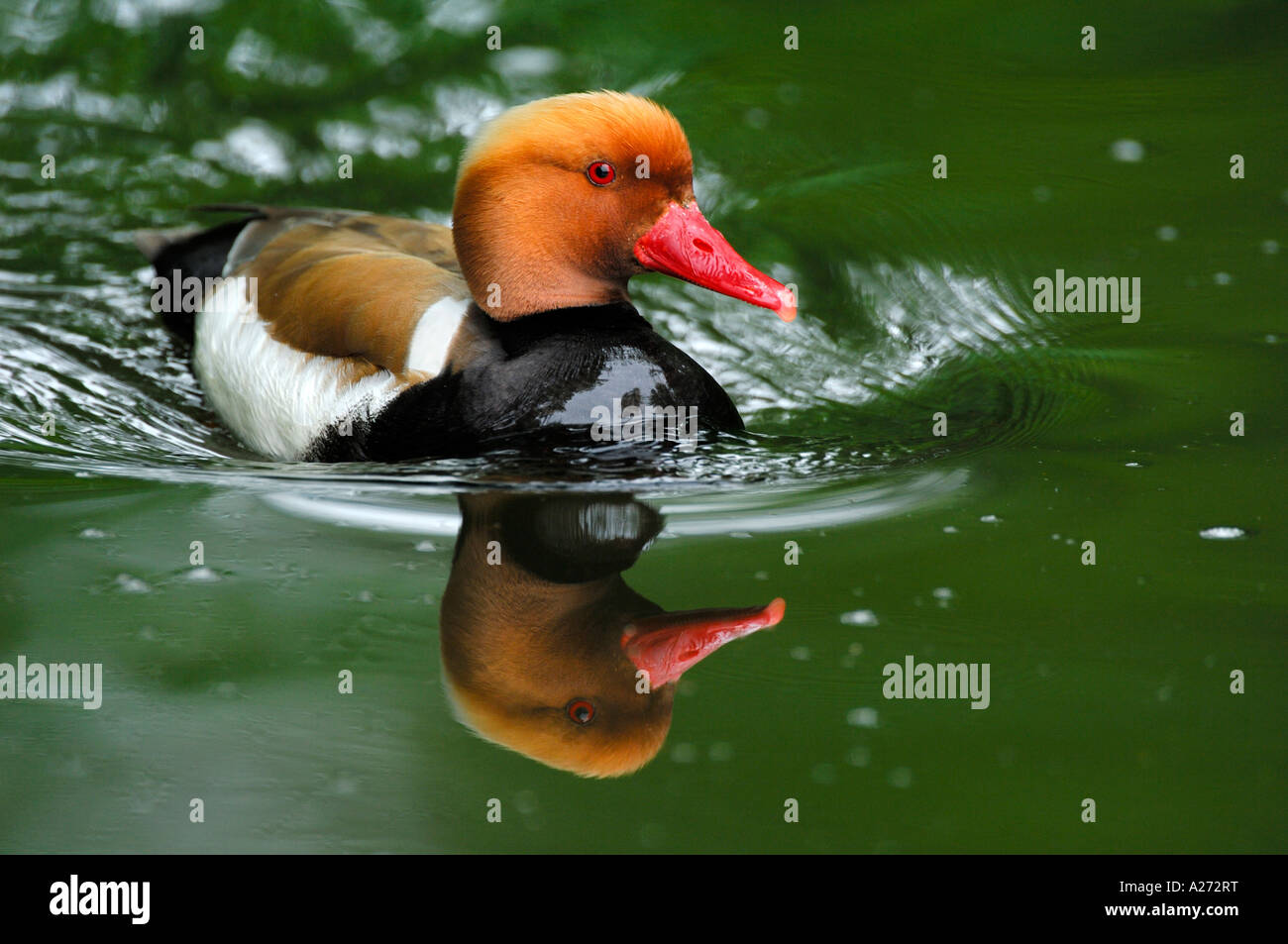 Red crested Pochard (Netta rufina) male Stock Photo